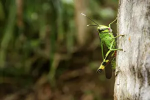 Negative Space Prints: Short-horned grasshopper (Heteracris finoti) resting on tree trunk