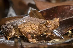 Images Dated 16th September 2020: Short-legged horned toad (Xenophrys brachykolos) Tai Tam Country Park, Hong Kong, China