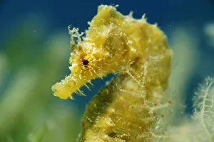 Images Dated 2nd June 2009: Short snouted seahorse (Hippocampus hippocampus) portrait, Malta, Mediteranean, June 2009