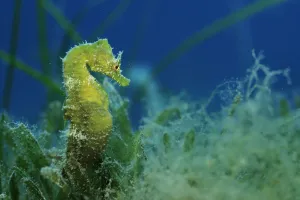 Images Dated 2nd June 2009: Short snouted seahorse (Hippocampus hippocampus) Malta, Mediteranean, June 2009
