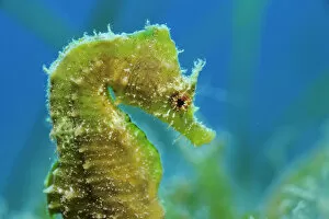 Short snouted seahorse (Hippocampus hippocampus) profile, Malta, Mediteranean, June 2009