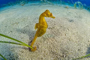 Short-snouted seahorse (Hippocampus hippocampus) male, Ponza Island, Italy