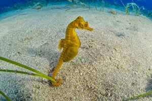 Short-snouted seahorse (Hippocampus hippocampus) male, Ponza Island, Italy