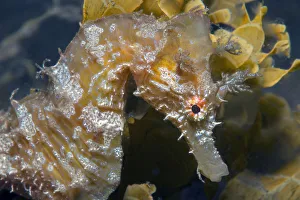 Syngnathidae Prints: Short-snouted seahorse (Hippocampus hippocampus) portrait. Tenerife, Canary Islands