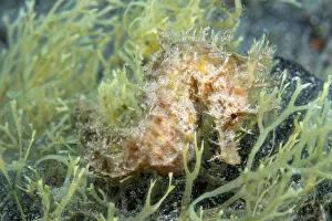 Short-snouted seahorse (Hippocampus hippocampus)Tenerife, Canary Islands