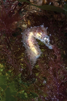 Short snouted seahorse juvenile (Hippocampus hippocampus) Sark, British Channel Islands, August