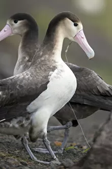Albatross Gallery: Short tailed albatross (Phoebastria albatrus) subadult with fish-hook and monofilament