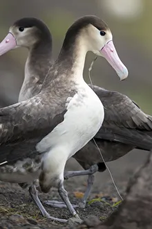 Short tailed albatross (Phoebastria albatrus) subadult with fish-hook and monofilament