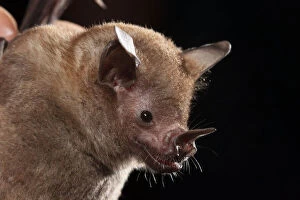 Short-tailed leaf-nosed bat (Carollia perspicallata) portrait, Yucatan Peninsula, Mexico