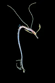 Luzon Prints: Short-tailed pipefish (Trachyrhamphus bicoarctatus) pelagic larval stage