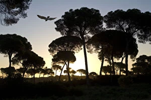 Short-toed Eagle (circaetus gallicus) flying amongst Stone Pines (Pinus pinea). Coto Donyana