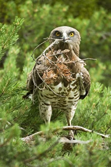 Images Dated 19th July 2011: Short toed snake eagle (Circaetus gallicus) building its nest, Verdon, France, France