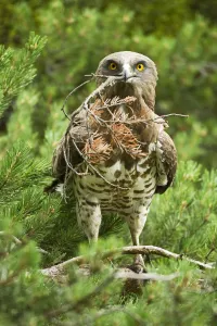 Short toed snake eagle (Circaetus gallicus) building its nest, Verdon, France, France