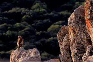 Short-toed snake eagle (Circaetus gallicus) perched on rock, Sierra de Grazalema Natural Park, southern Spain. August