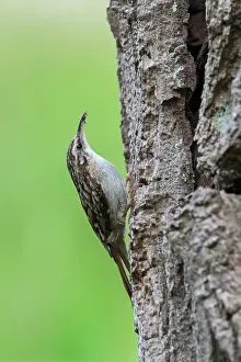 Short-toed treecreeper (Certhia brachydactyla) foraging for invertebrates on bark of tree trunk in forest, Flanders, Belgium. May