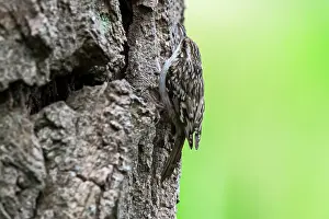 Trunk Prints: Short-toed treecreeper (Certhia brachydactyla) foraging for invertebrates on bark of tree trunk in forest