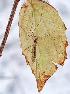 Umbria Prints: Short-winged cranefly (Tipula pagana) resting on a leaf