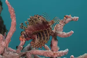 Scorpionfish Prints: Shortfin lionfish / Dwarf lionfish (Dendrochirus brachypterus) swimming among coral