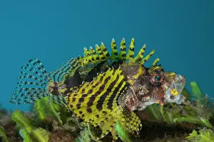 Scorpionfish Prints: Shortfin lionfish / Dwarf lionfish (Dendrochirus brachypterus) with an unusual yellow-colouration