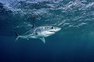Lamnidae Prints: Shortfin mako shark (Isurus oxyrinchus) swimming near the surface in the pelagic waters off Cabo San Lucas