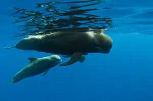 Shortfin pilot whale (Globicephala macrorhynchus) with baby, Canary Islands, Spain