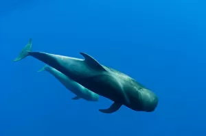 Images Dated 31st May 2009: Shortfin pilot whale (Globicephala macrorhynchus) with baby, Canary Islands, Spain