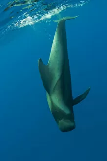 Images Dated 31st May 2009: Shortfin pilot whale (Globicephala macrorhynchus) diving just below the surface, Canary Islands