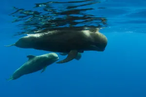 Shortfin pilot whale (Globicephala macrorhynchus) with baby, Canary Islands, Spain