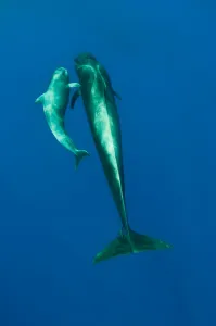 Shortfin pilot whale (Globicephala macrorhynchus) with baby, Canary Islands, Spain
