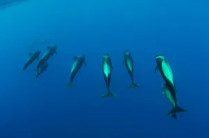 Shortfin pilot whale group (Globicephala macrorhynchus) Canary Islands, Spain, Europe
