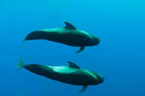 Images Dated 31st May 2009: Two Shortfin pilot whales (Globicephala macrorhynchus) Canary Islands, Spain, Europe