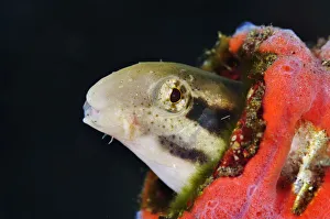 Homes Prints: Shorthead sabretooth blenny (Petroscirtes breviceps) inhabiting a discarded
