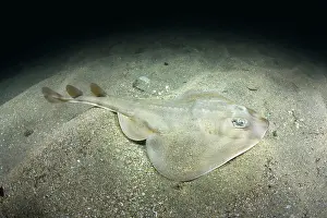Rays Prints: Shortnose guitarfish (Zapteryx brevirostris) female