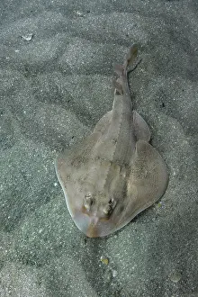 Rays Prints: Shortnose guitarfish (Zapteryx brevirostris) female