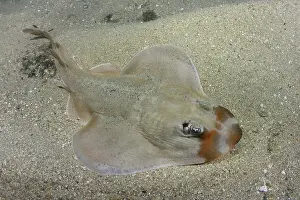 Rays Prints: Shortnose guitarfish (Zapteryx brevirostris) male