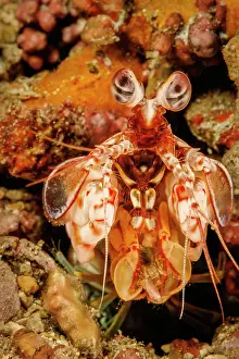 Hawaii Islands Prints: Shortnose mantis shrimp (Odontodactylus brevirostris) portrait, Hawaii, Pacific Ocean