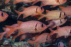 World Oceans Day 2021 Gallery: Shoulderbar soldierfish (Myripristis kuntee) shoal. Molokini, Hawaii