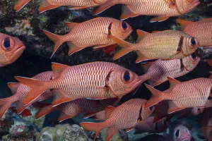 World Oceans Day 2021 Prints: Shoulderbar soldierfish (Myripristis kuntee) shoal. Molokini, Hawaii