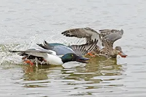 Duck Prints: Shoveler (Anas clypeata) male chasing female on water, Cley Marshes, Norfolk, UK. March