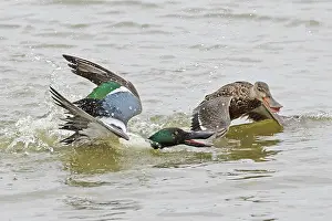 Duck Prints: Shoveler (Anas clypeata) male chasing female on water, Cley Marshes, Norfolk, UK. March