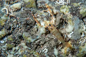 Crustracea Prints: Shrimp (Brachycarpus biunguiculatus) camouflaged on a rock