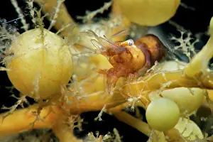 Crustracea Prints: Shrimp (Hippolyte coerulescens) among drifting Sargassum (Sargassum sp)