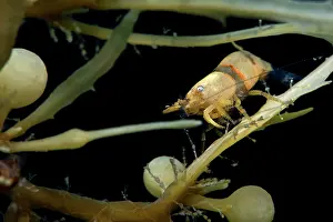 Crustracea Prints: Shrimp (Hippolyte coerulescens) among drifting Sargassum (Sargassum sp)