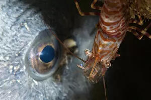 Images Dated 11th October 2008: Shrimp (Lebbeus polaris) eyeballing an Atlantic wolffish (Anarhichas lupus) Saltstraumen