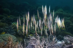 Shrimpfish / Razorfish (Aeoliscus punctatus / strigatus) have adapted to a vertical posture