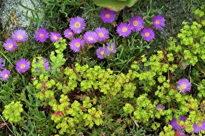 Euphorbia Prints: Shrubby dewplant (Ruschia caroli) in flower with Portland spurge (Euphorbia portlandica) on a wall