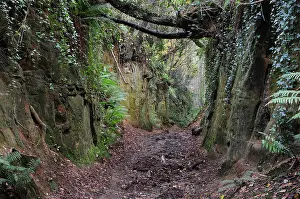 Path Prints: Shutes Lane holloway, Symondsbury, Dorset, England, UK, December 2023