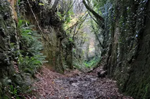 Path Prints: Shutes Lane holloway, Symondsbury, Dorset, England, UK, December 2023