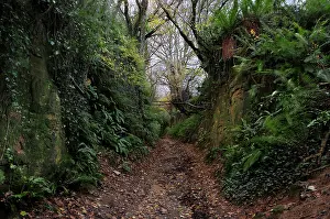 Path Prints: Shutes Lane holloway, Symondsbury, Dorset, England, UK, December 2023