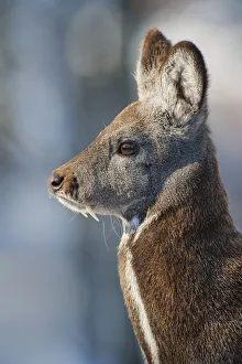 Siberia, n musk deer (Moschus moschiferus) Irkutsk, Siberia, Russia. March